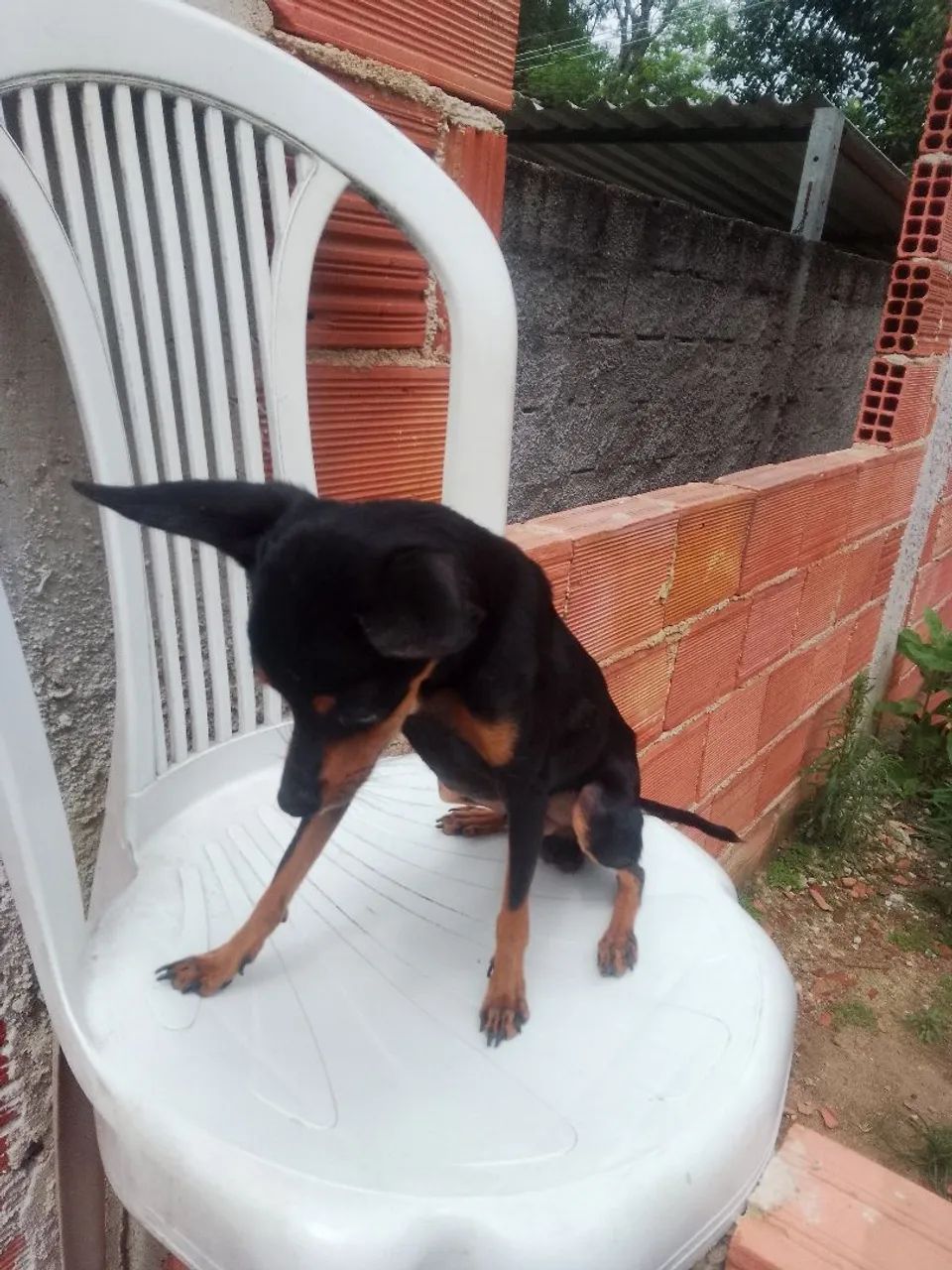 Cachorro Pincher 1 - Foto 3
