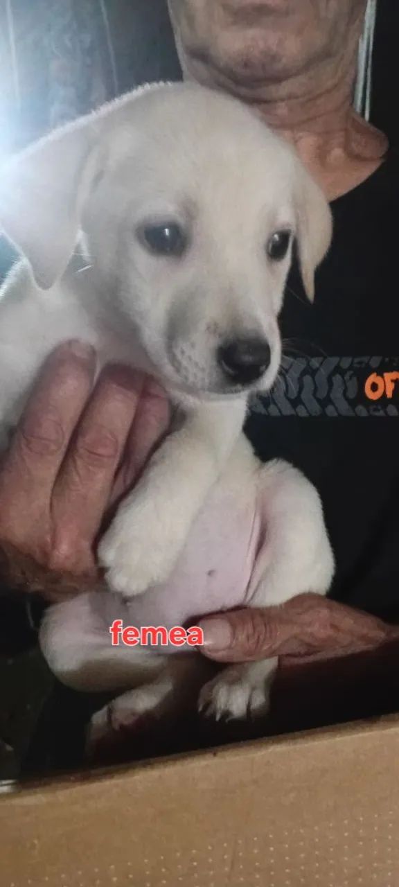 Doação de cães  sem raca definida . - Foto 3