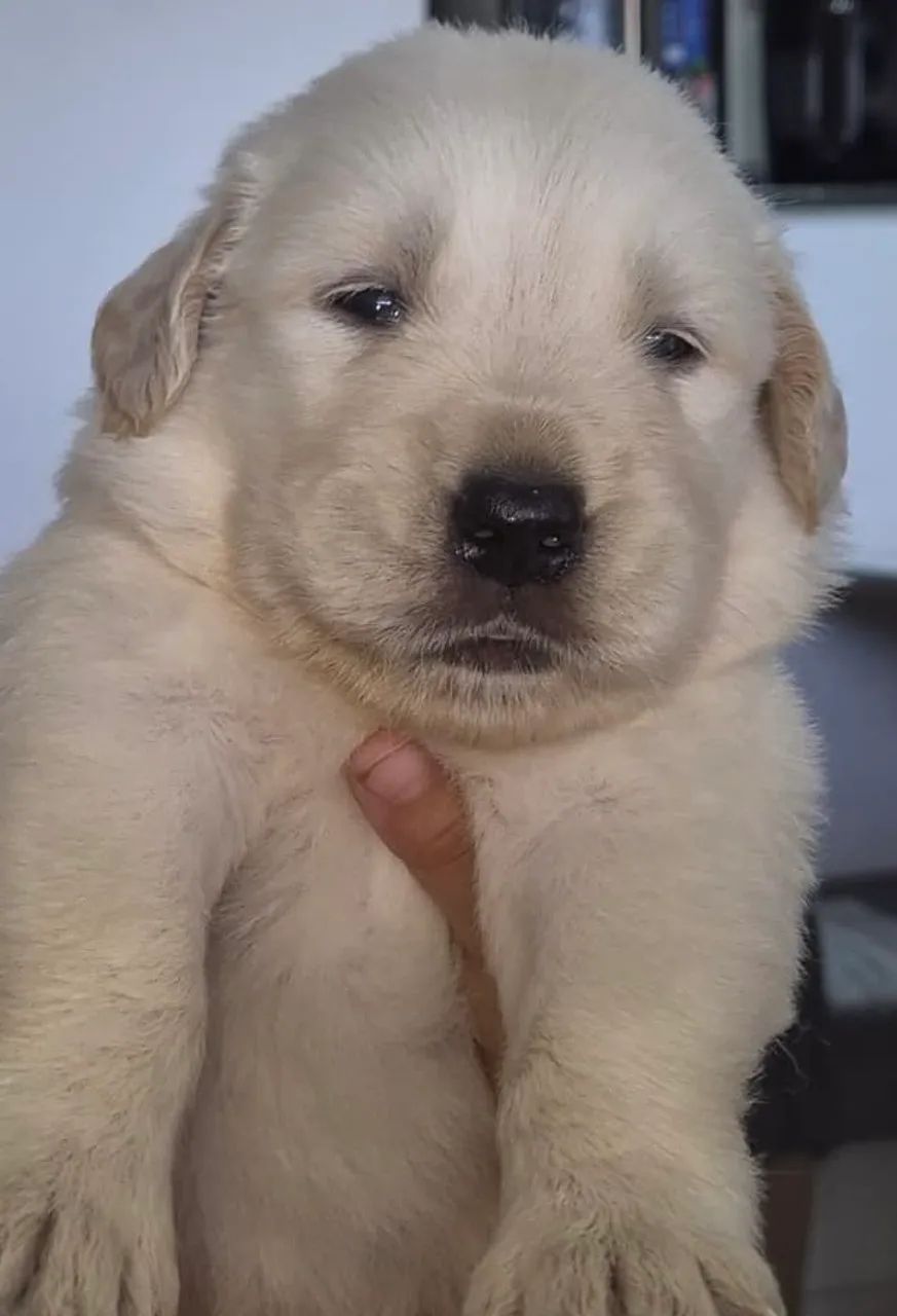 Filhote Golden Retriever  - Foto 6