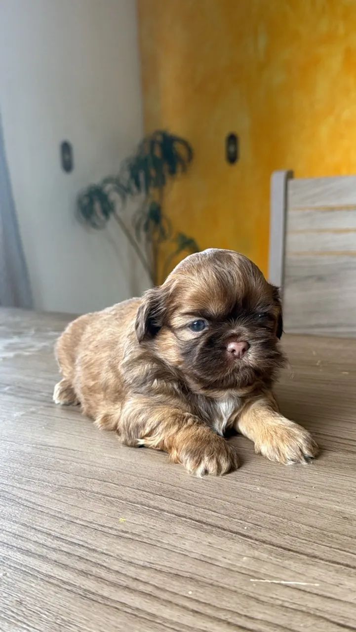 Shihtzu macho 