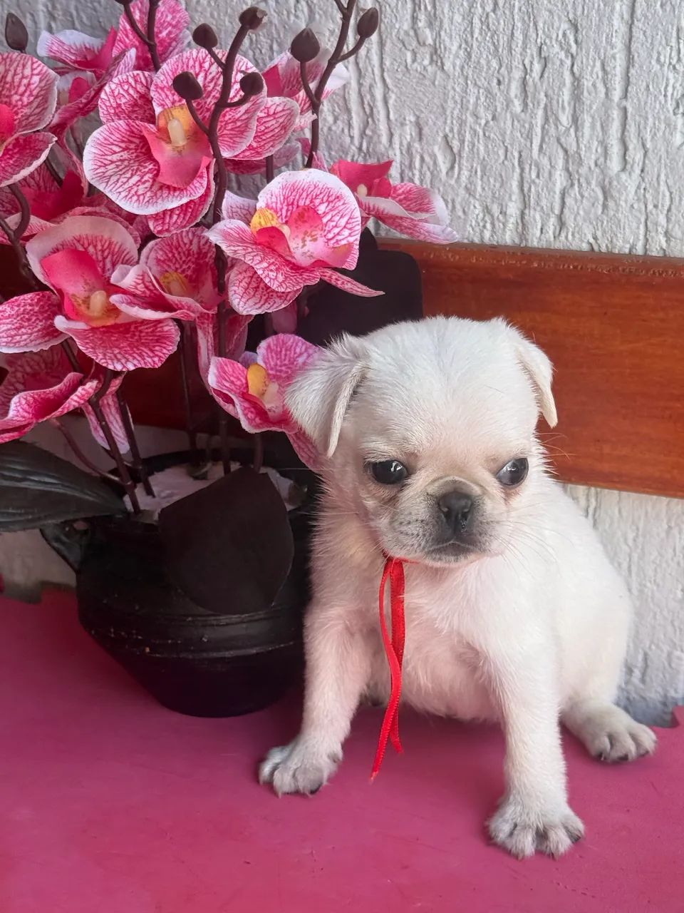 Pug com pedigree ( fêmea ) - Foto 2