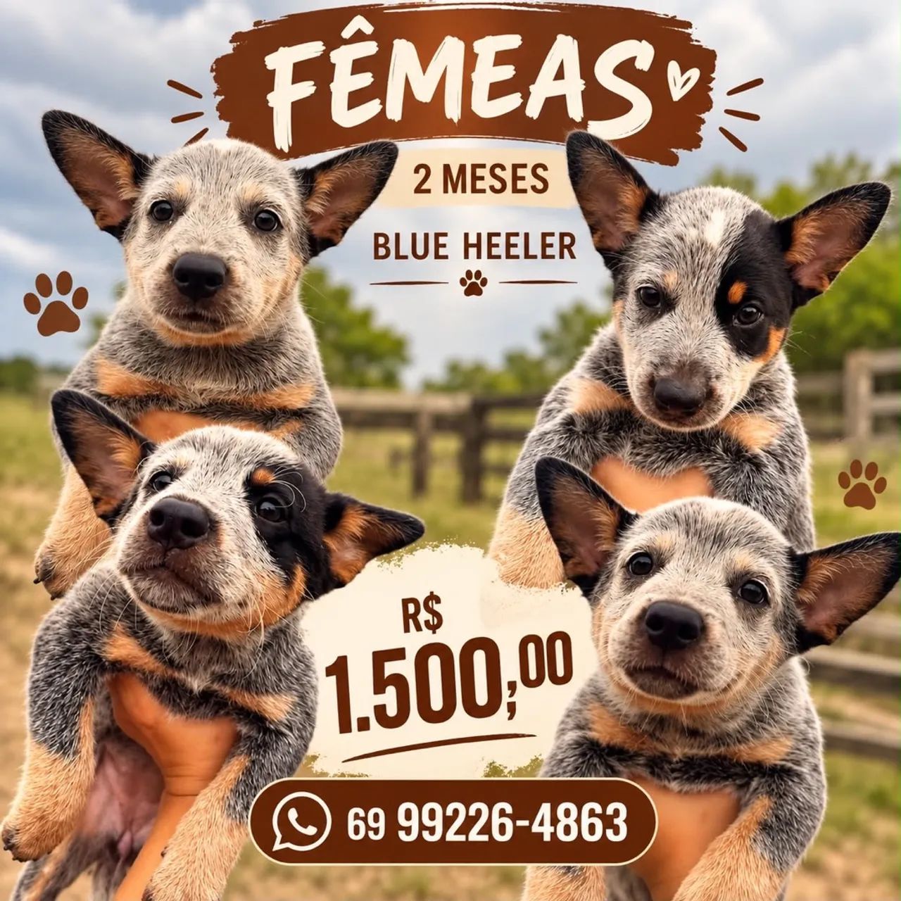 Cachorro 