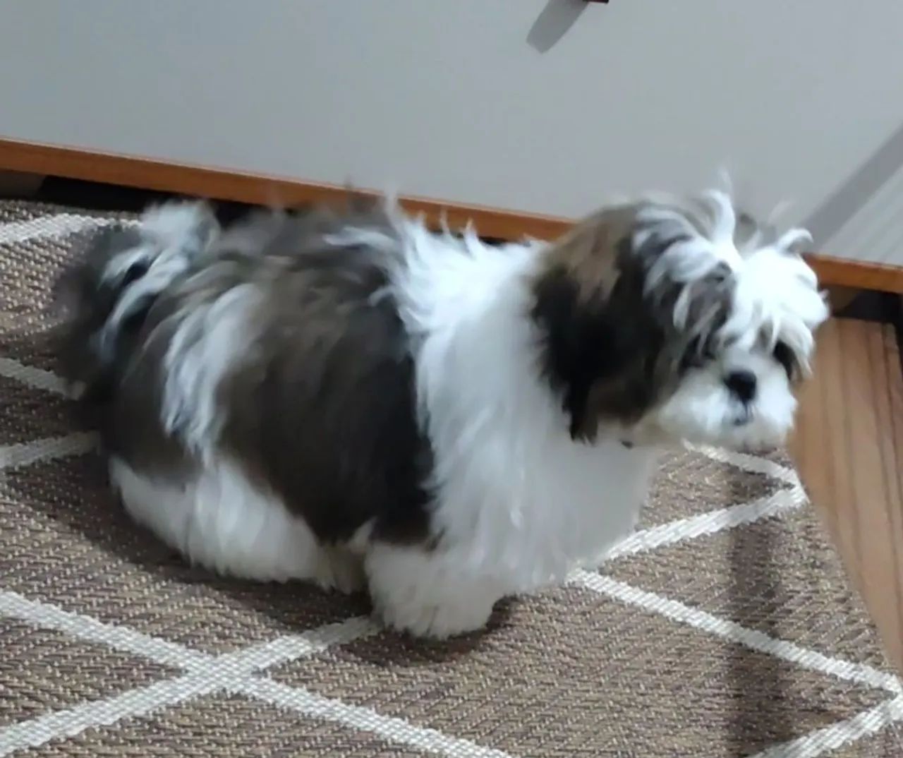 Cão shih Tzu - Foto 3