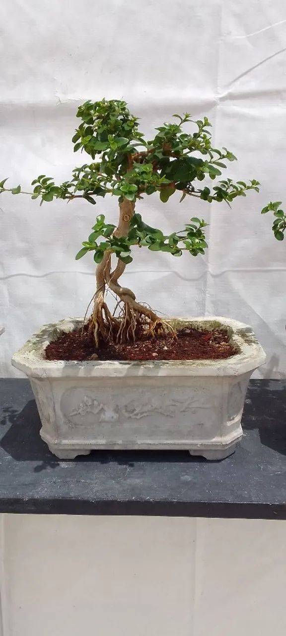 Bonsai - Foto 4