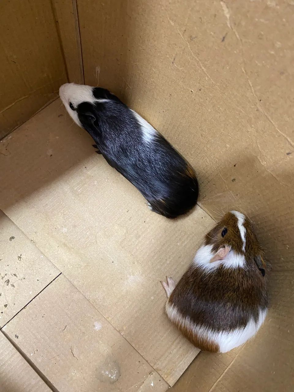 Porquinho da índia  - Foto 2