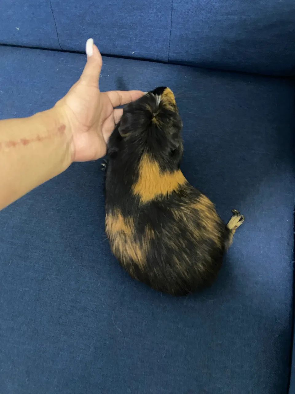 Vendo porquinho da índia com gaiola - Foto 3