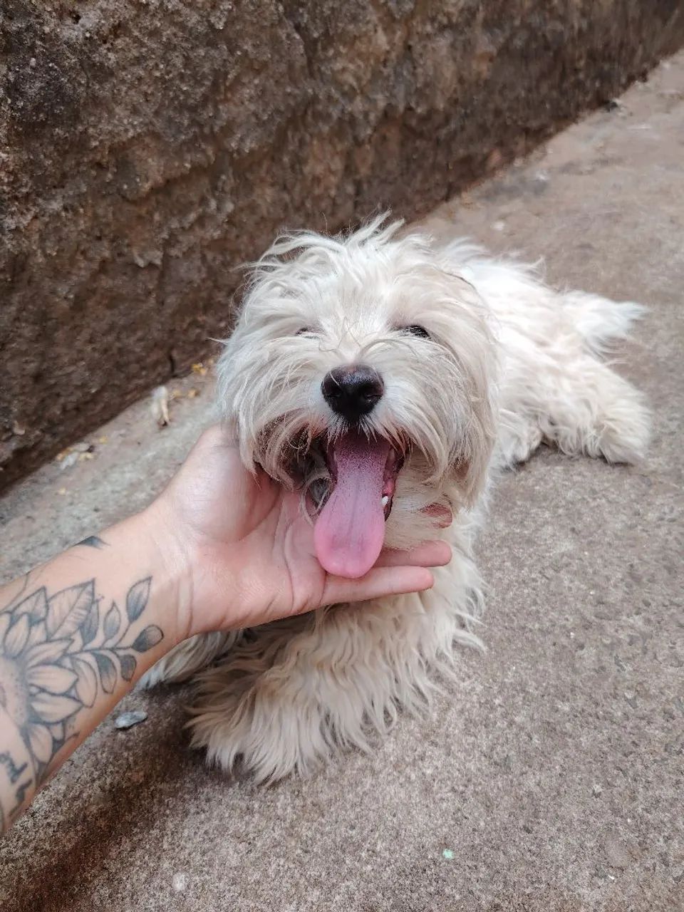 Vendo cachorro maltês - Foto 2