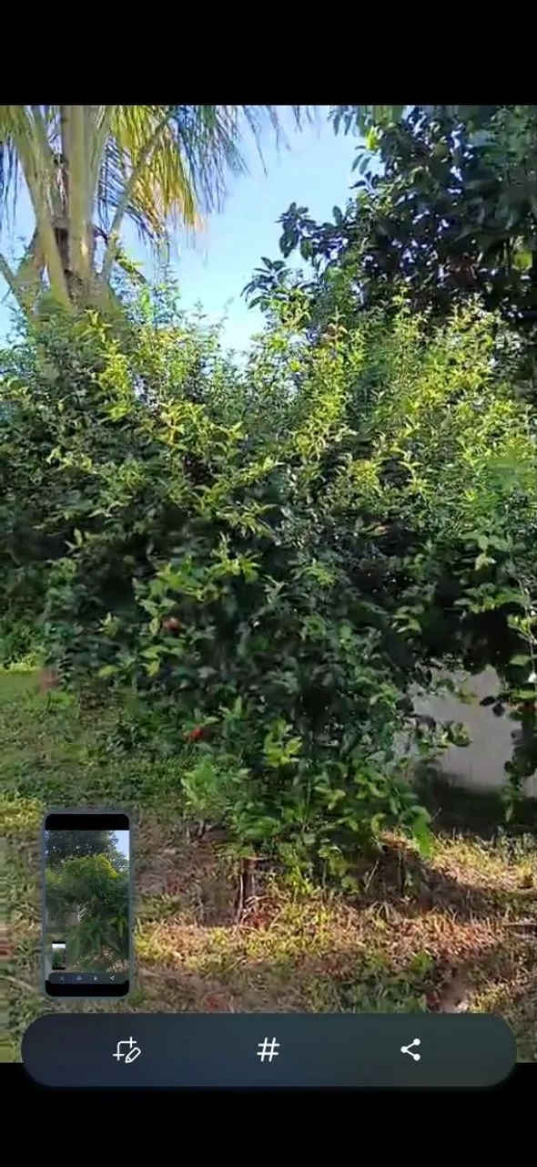 terreno em Bonito pe  - Foto 4
