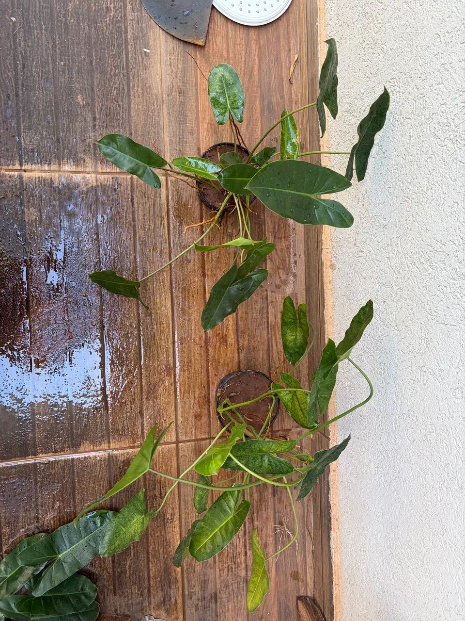 PHILODENDRON IMBE - Foto 3