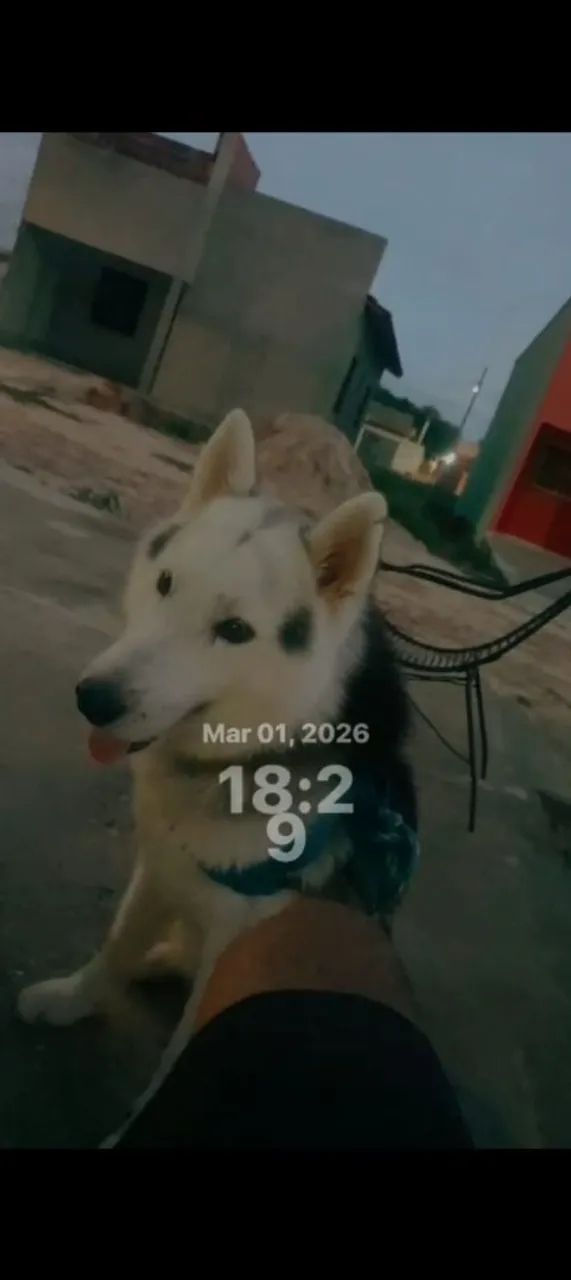 Vende se husky siberiano 