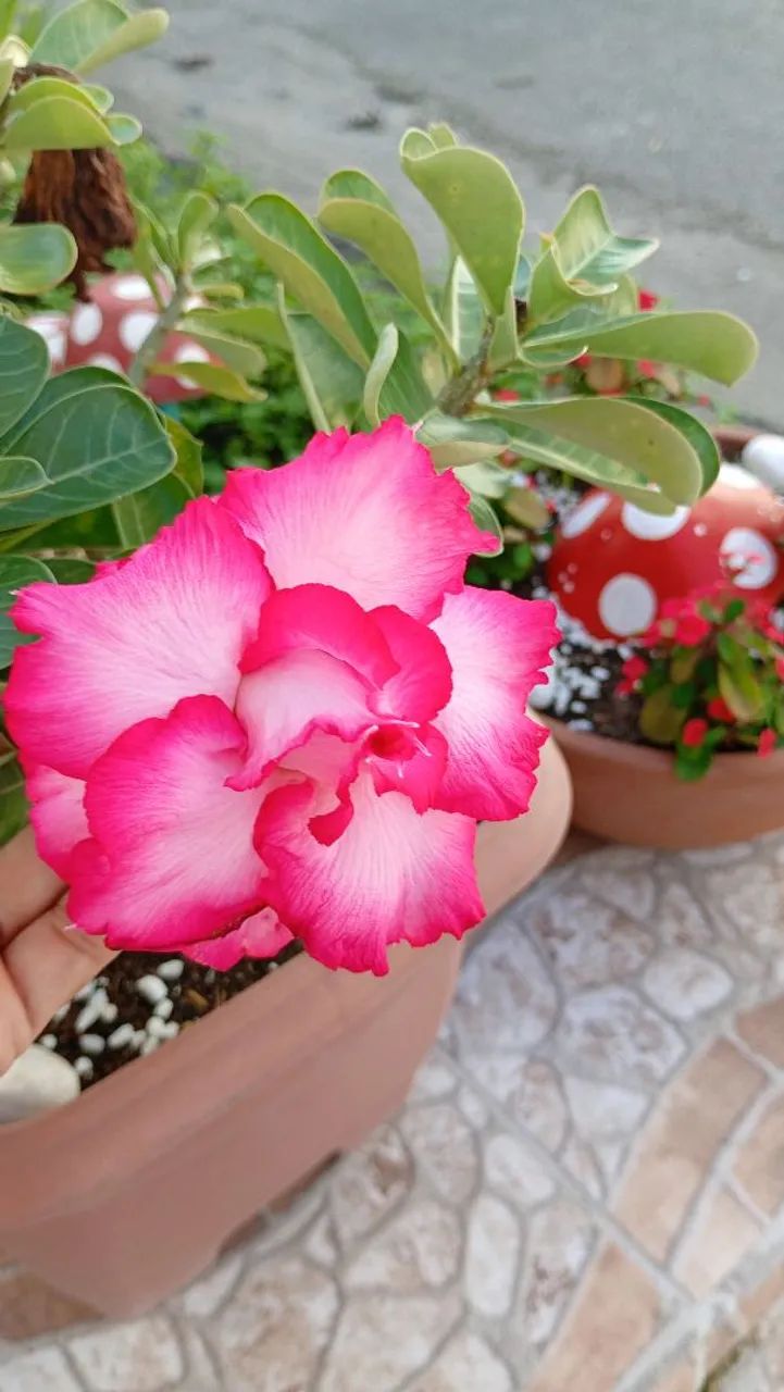 LÍRIOS DA PAZ E ROSA DO DESERTO 