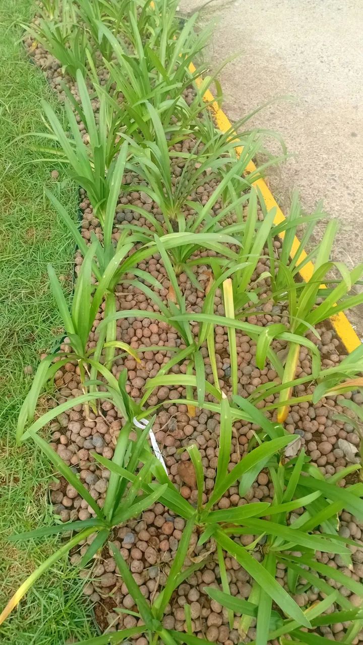 Jardineiro 