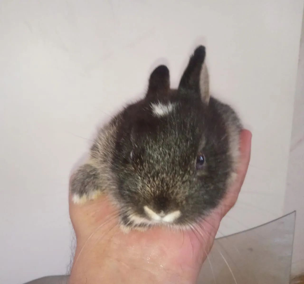 Coelhinhos Anões  - Foto 4