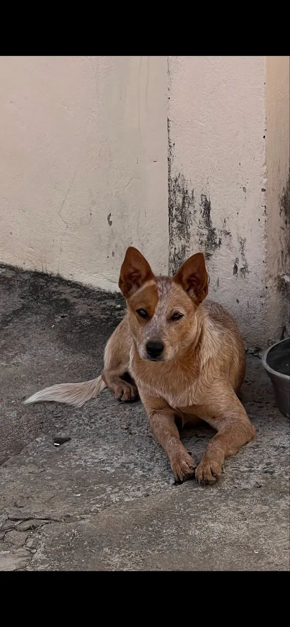 adoção cachorro Red Heller