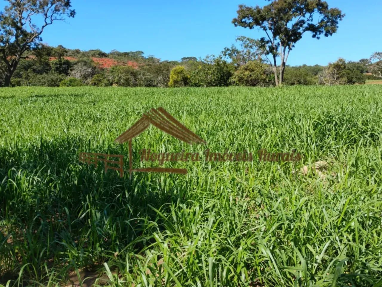 Fazenda com 117 alqueires em Cassilândia-MS