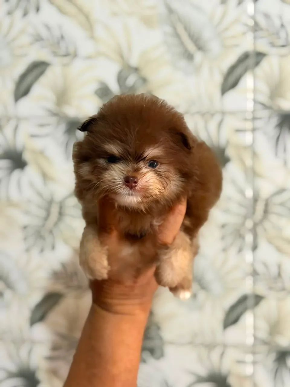 Cachorro  - Foto 3