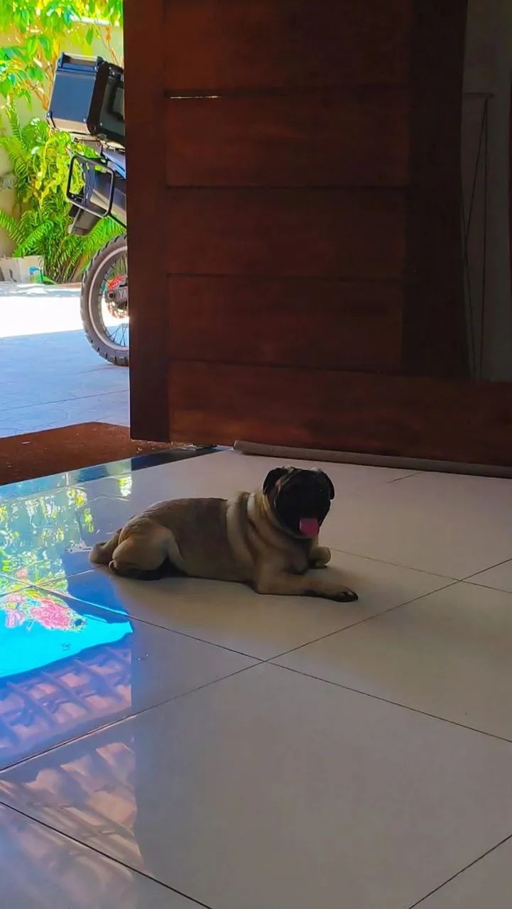 Pug macho 