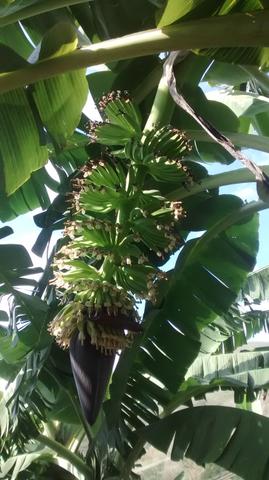 Mudas de banana prata dh2o Sapo e Roxa - Foto 4