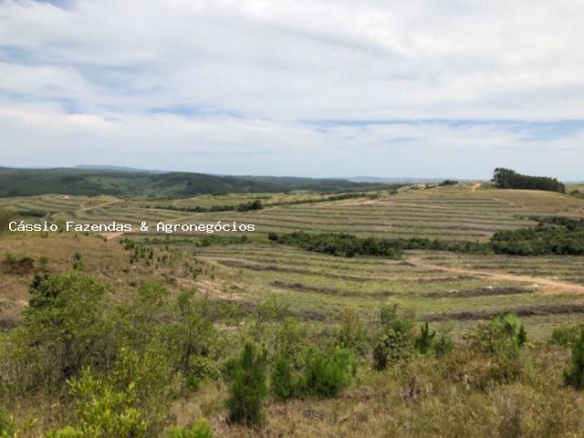 Fazenda para venda em encruzilhada do sul, interior - Foto 9