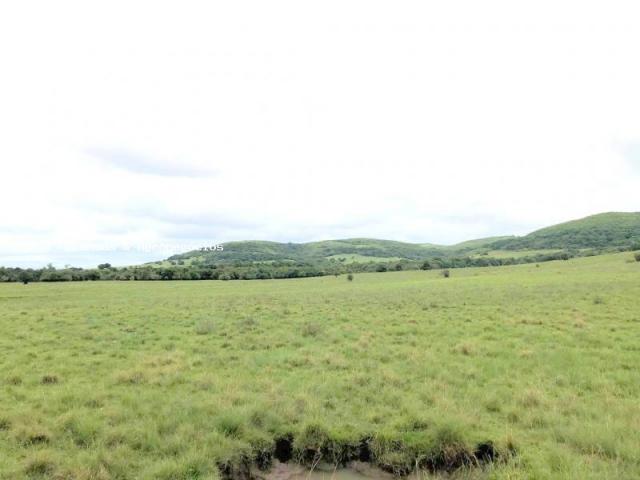 Fazenda para venda em encruzilhada do sul, interior - Foto 3