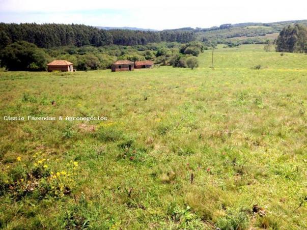 Fazenda para venda em encruzilhada do sul, interior - Foto 4