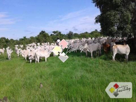 Fazenda rural à venda, zona rural, poconé - . - Foto 11