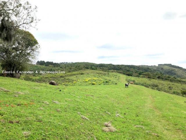 Fazenda para venda em encruzilhada do sul, interior