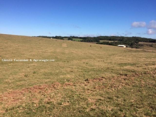Fazenda para venda em encruzilhada do sul, interior - Foto 6