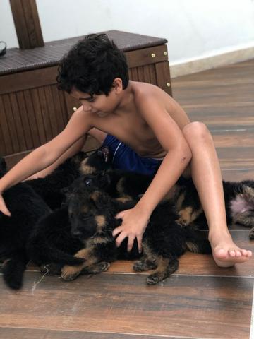 Filhotes de pastor alemão com pedigree! - Foto 4