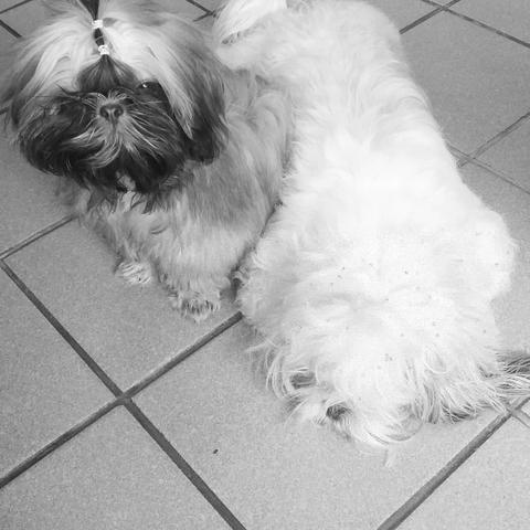 Passeios com animais