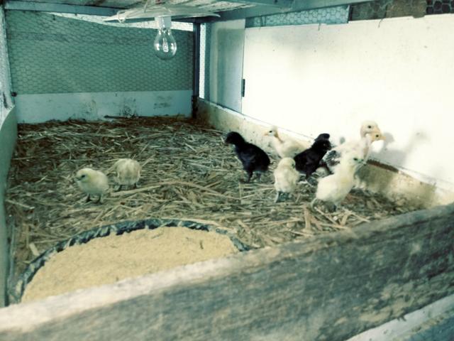Aves ornamentais (Black fraiday) - Foto 2