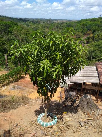 Vende_se sítio em Moreno - Foto 4