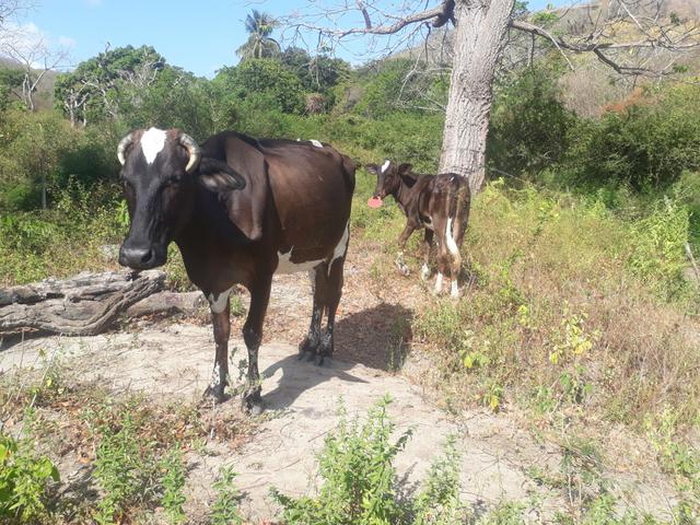 Vacas Leiteiras