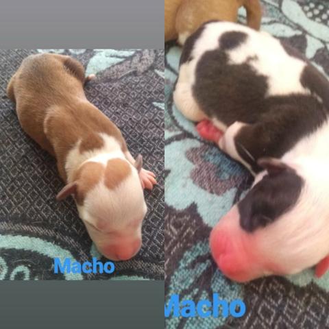 Filhotes de American Bully com Pitbull Red Nose - Foto 5