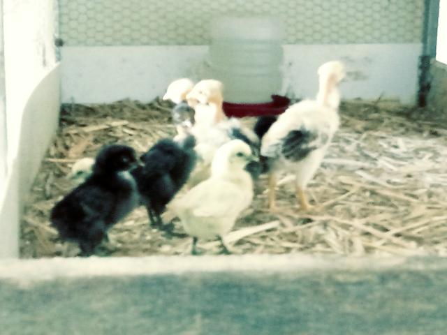 Aves ornamentais (Black fraiday) - Foto 3