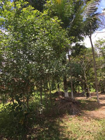 Sítio para vender ou trocar por casa - Foto 4