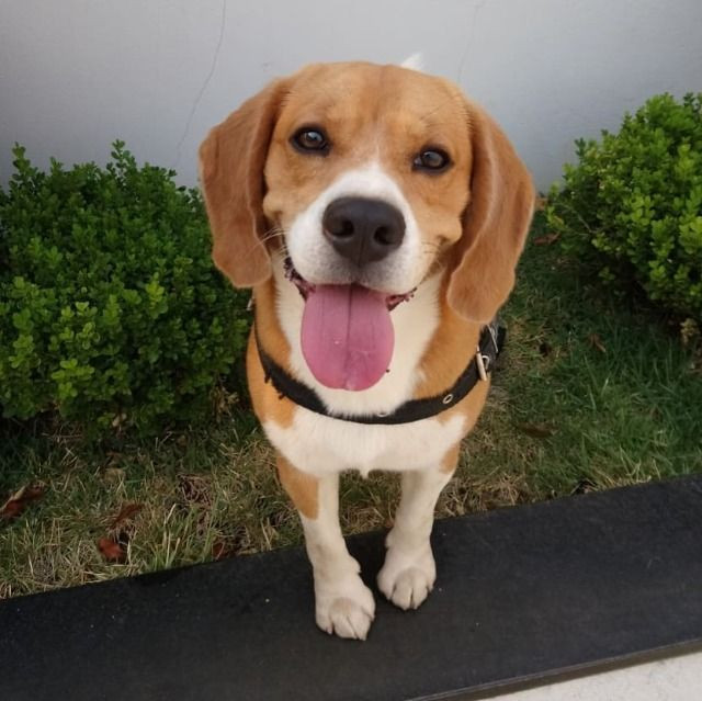 Beagle - Foto 3