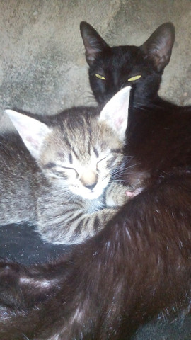 Gatos lindíssimos - Foto 5