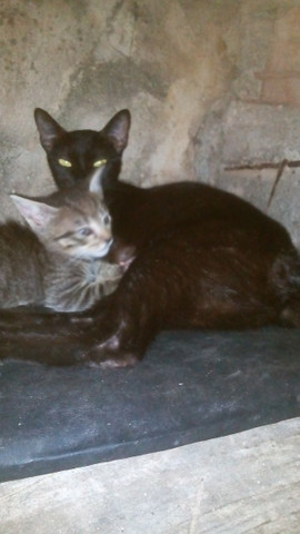 Gatos lindíssimos - Foto 3