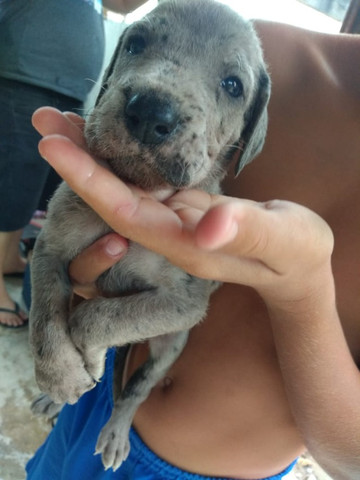 Dogue alemão
