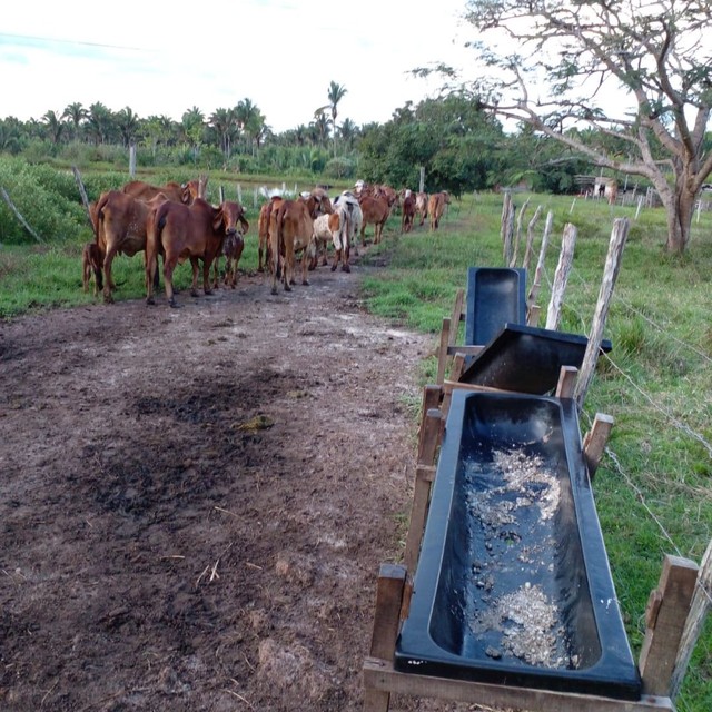 Fazenda de 96 ha em Miranda do Norte