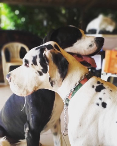 Filhote Dogue alemão (conhecida pelo seu porte gigante ) 