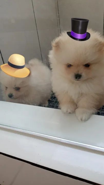Lulu Spitz filhotes com 2 meses  - Foto 2