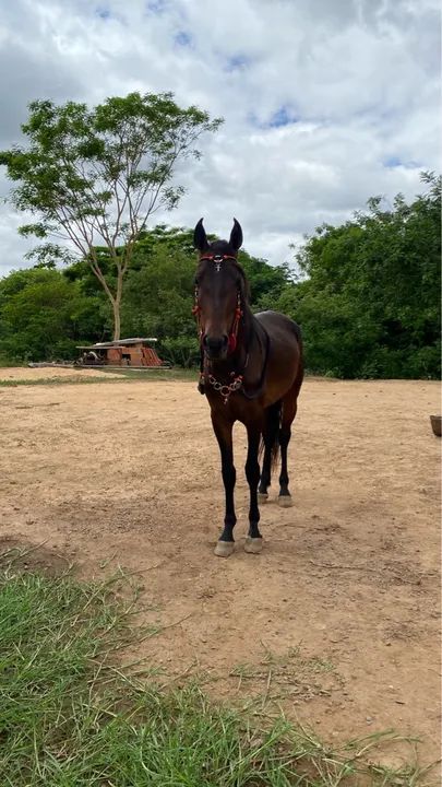 Cavalo Mangalarga Marchador - Foto 3
