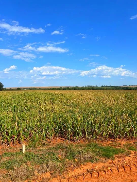 Sítio a venda em Francisco Alves PR. - Foto 2