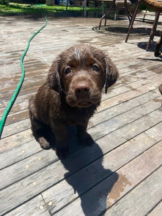 Resta 1!!! Labrador Chocolate - Fêmea de Alta Linhagem - Foto 6