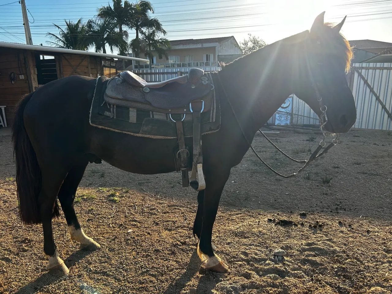 A venda cavalo crioulo - Foto 3
