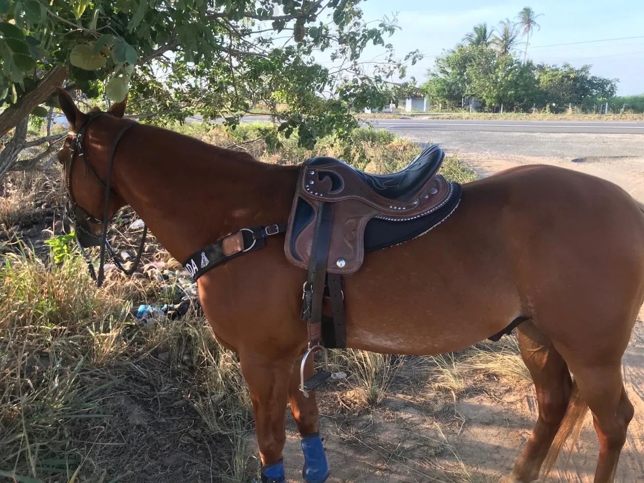 Cavalo Quarto de Milha para venda - Foto 4