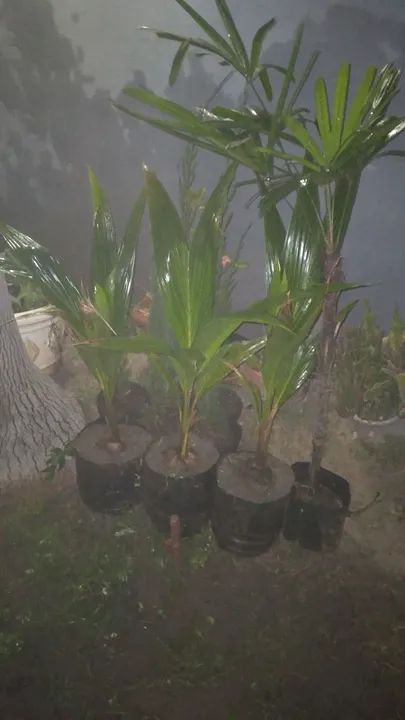 Cocô anao mudas lindas. 65..00 cada.topppp64293078619393122