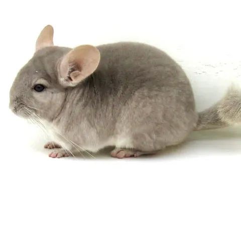 Chinchila Macho Bege - Foto 4